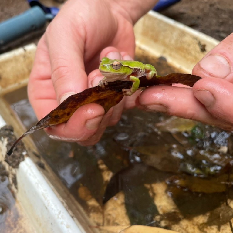 Hands holding leaf with small green frog on it
