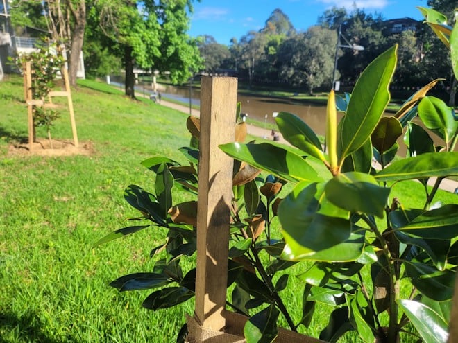 New trees being planted along the Parramatta River