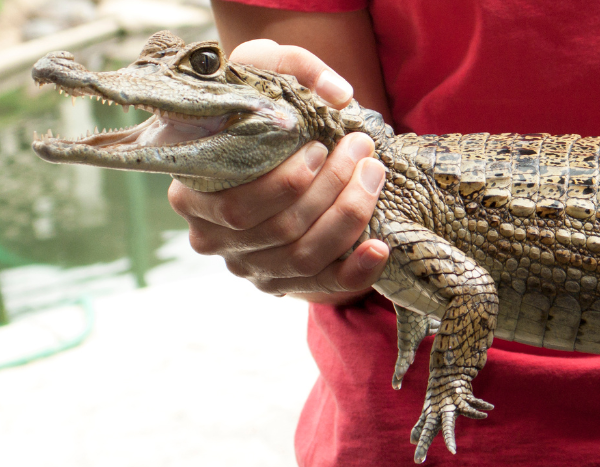 Hand holding crocodile