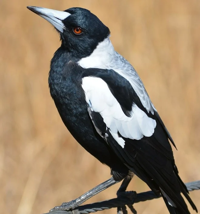 Magpie on tree branch