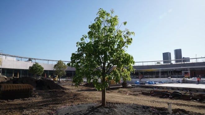 New tree planted at Parramatta Aquatic Centre