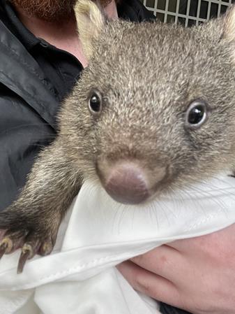 Wombat joey